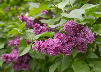 Kokiomis sąlygomis alyvos suformuoja daugiau žiedų ir išlaiko intensyvų aromatą