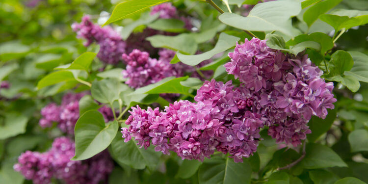 Kokiomis sąlygomis alyvos suformuoja daugiau žiedų ir išlaiko intensyvų aromatą