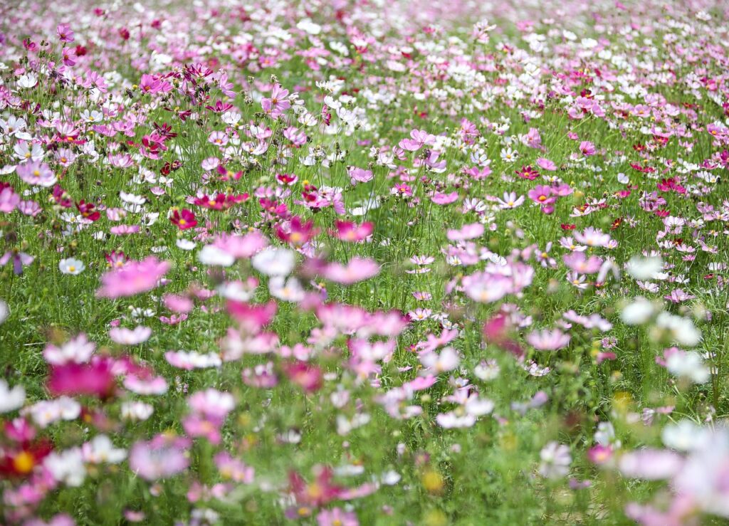 Kosmejos – lengvumo suteikiančios gėlės