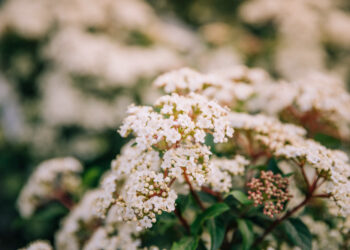 Krūmai mėgstantys saulę: sodinimas, priežiūra ir svarbiausi patarimai karštoms vietoms