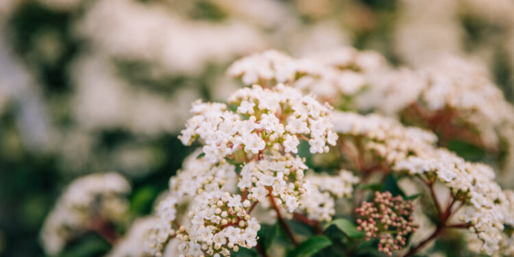 Krūmai mėgstantys saulę: sodinimas, priežiūra ir svarbiausi patarimai karštoms vietoms