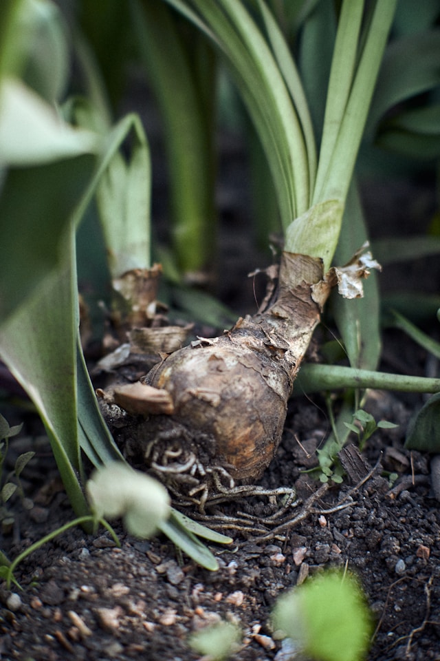 Kaip suprasti, kad česnakams trūksta maisto – požymiai iš daržo