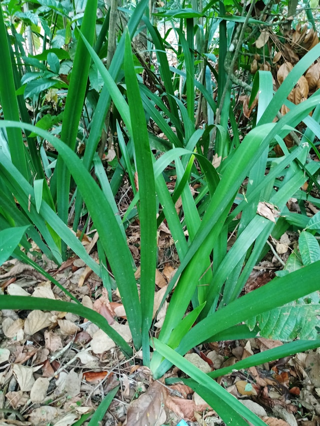 Kada tiksliai tręšti žieminius česnakus?