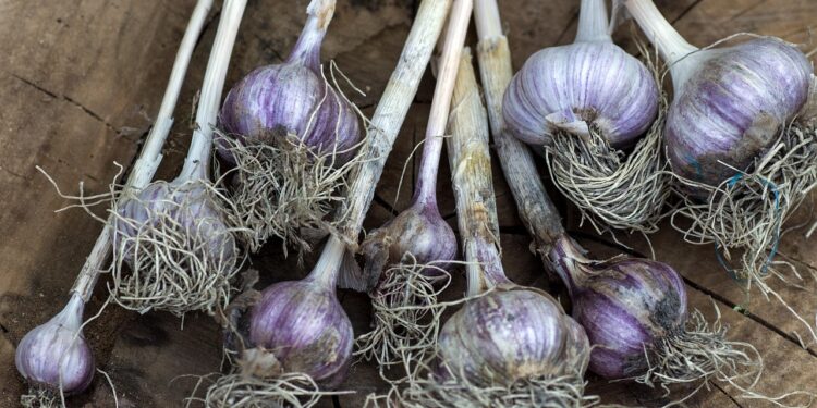 Kuo tręšti žieminius česnakus pavasarį – geriausios trąšos stipriam derliui