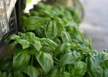 Kvapusis bazilikas – kaip auginti ir naudoti šią kvapnią žolelę