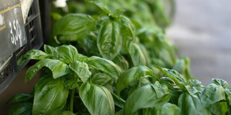 Kvapusis bazilikas – kaip auginti ir naudoti šią kvapnią žolelę