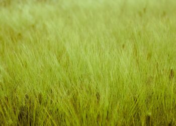 Kviečių tręšimas pavasarį – kaip išgauti stiprų ir vienodą derlių