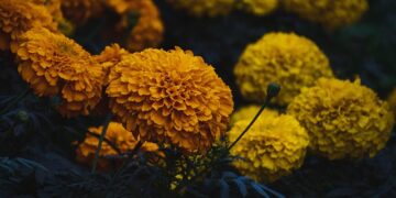 Kada sėti serenčius 2026 metais