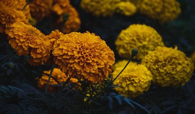 Kada sėti serenčius 2026 metais