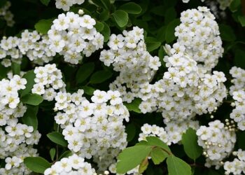 Daugiamečiai pavėsio krūmai, kurie puikiai tinka tamsesnėms sodo vietoms