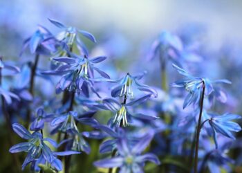 Mėlynos pavasario gėlės – įspūdingos rūšys jūsų sodui