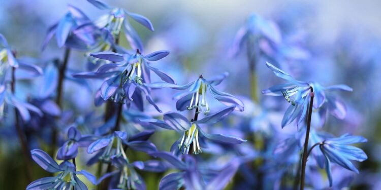 Mėlynos pavasario gėlės – įspūdingos rūšys jūsų sodui