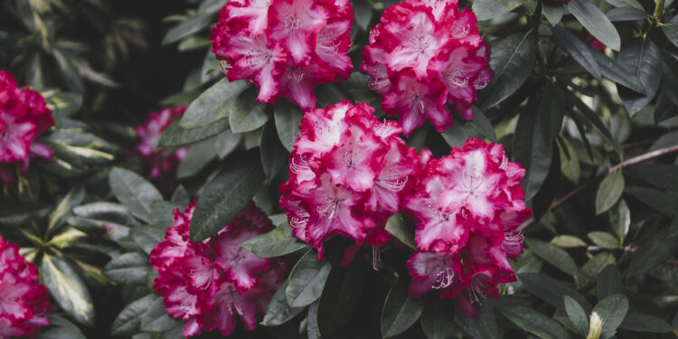 Kaip parinkti tinkamą vietą azalijos krūmui ir kokie priežiūros žingsniai padeda išlaikyti gausų žydėjimą