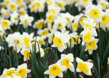 Įspūdingos pavasario gėlės ir jų auginimo patarimai sodininkams