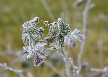 Ką sodinti vasario mėnesį 2026?