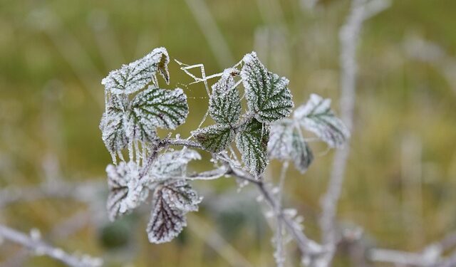 Ką sodinti vasario mėnesį 2026?