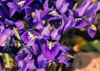 Anksti pavasarį pražystanti gėlė – kokius augalus rinktis pirmiesiems žiedams