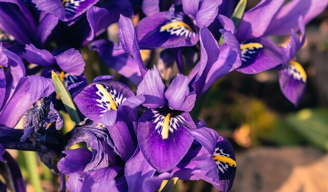 Anksti pavasarį pražystanti gėlė – kokius augalus rinktis pirmiesiems žiedams