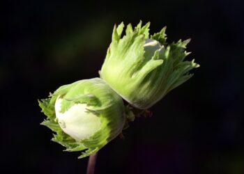 Lazdyno krūmas: kaip atlikti sodinimą, paruošti dirvą ir kokios sąlygos skatina gausesnį derėjimą