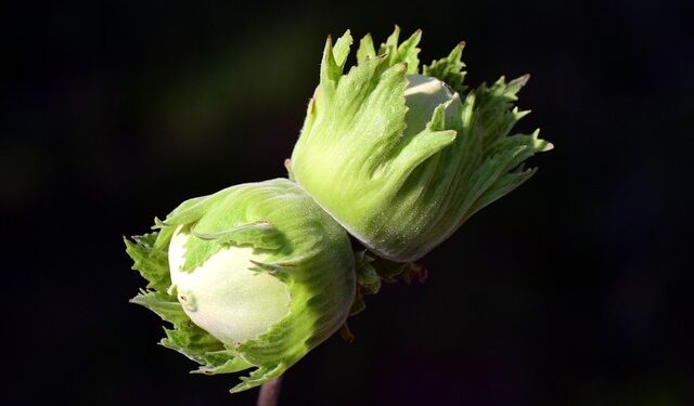 Lazdyno krūmas: kaip atlikti sodinimą, paruošti dirvą ir kokios sąlygos skatina gausesnį derėjimą