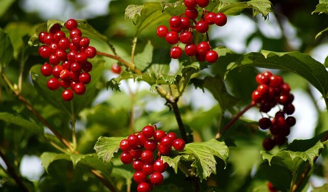 Kaip prižiūrėti putino krūmą, kad žydėtų gausiai kiekvieną sezoną