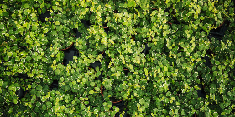 Visžaliai krūmai: kokias rūšis geriausia sodinti Lietuvos klimato sąlygomis