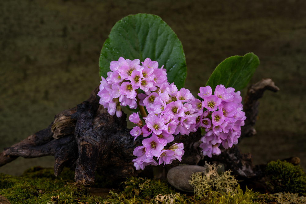 Privalumai ir trūkumai renkantis pavasarines gėles