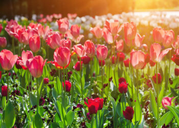 Kuri pavasarį žydinti gėlė tinka jūsų gėlynui ir kaip ją pasirinkti