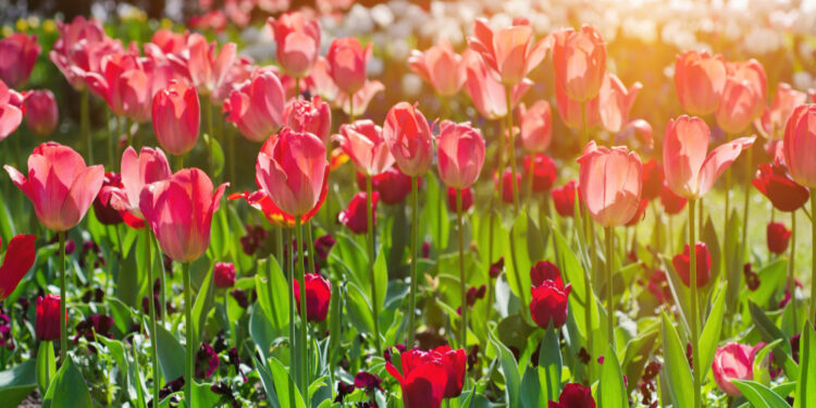 Kuri pavasarį žydinti gėlė tinka jūsų gėlynui ir kaip ją pasirinkti