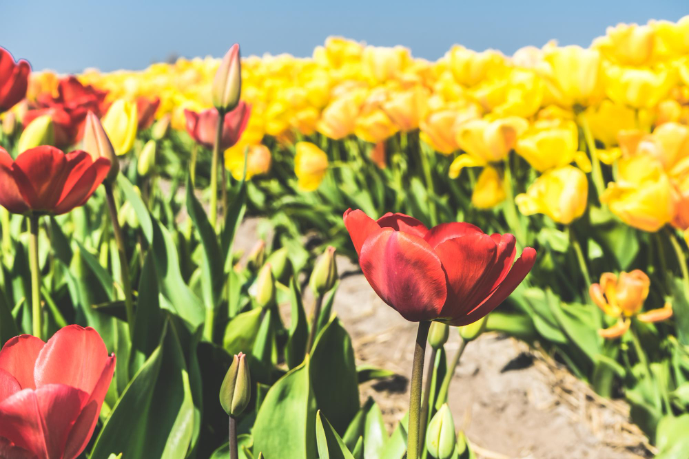Sprendimų kalendorius – kada nuspręsti, kokias gėles rinktis savo gėlynui?