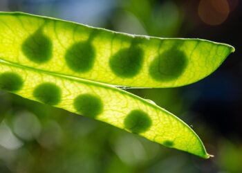 Kada sėti žirnius 2026 metais