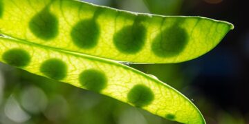 Kada sėti žirnius 2026 metais