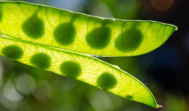 Kada sėti žirnius 2026 metais