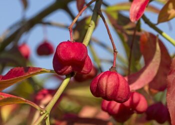 Mirtinis krūmas sode: ką svarbu žinoti prieš paliekant jį augti