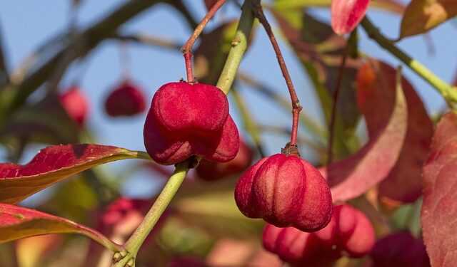 Mirtinis krūmas sode: ką svarbu žinoti prieš paliekant jį augti
