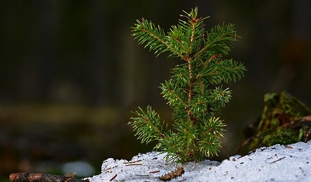 Ką sodinti gruodžio mėnesį 2025?