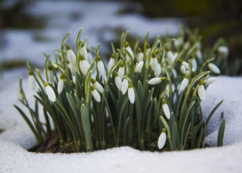 Pirmosios pavasario gėlės ir jų pavadinimai – ankstyvo žydėjimo gidas