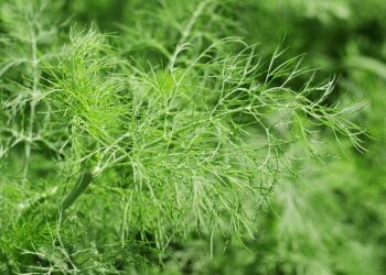 Krūminiai krapai – kuo jie skiriasi nuo įprastų ir kodėl verta juos auginti