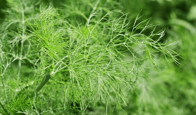 Krūminiai krapai – kuo jie skiriasi nuo įprastų ir kodėl verta juos auginti