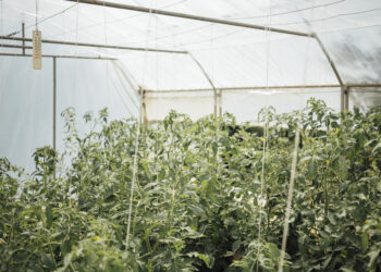 Šiltnamio paruošimas pavasarį: kaip tinkamai pasiruošti sėkmingam auginimui