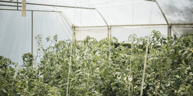 Šiltnamio paruošimas pavasarį: kaip tinkamai pasiruošti sėkmingam auginimui