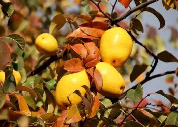 Kaip teisingai prižiūrėti svarainių krūmą pavasarį, kad užaugintų daugiau vaisių