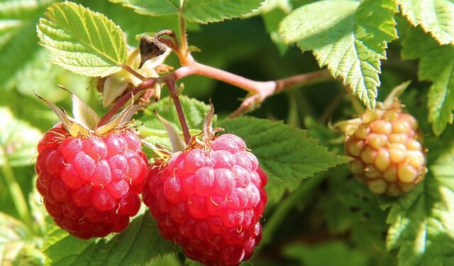 Avietės krūmas: sodinimas, genėjimas ir pagrindinės klaidos, kurių verta vengti