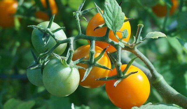 Kada sėti pomidorus 2026 metais