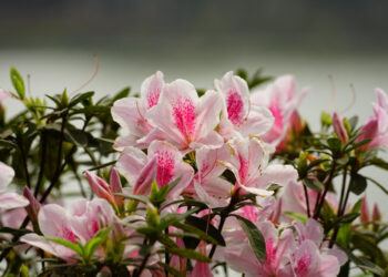 Ilgai žydintys dekoratyviniai krūmai: ką sodinti, jei norite spalvų visą sezoną