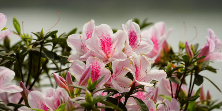 Ilgai žydintys dekoratyviniai krūmai: ką sodinti, jei norite spalvų visą sezoną