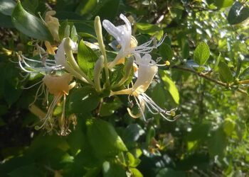 Sausmedis – krūmas, kuris sunokina derlių ankstyvą pavasarį ir pagyvina bet kurį sodą