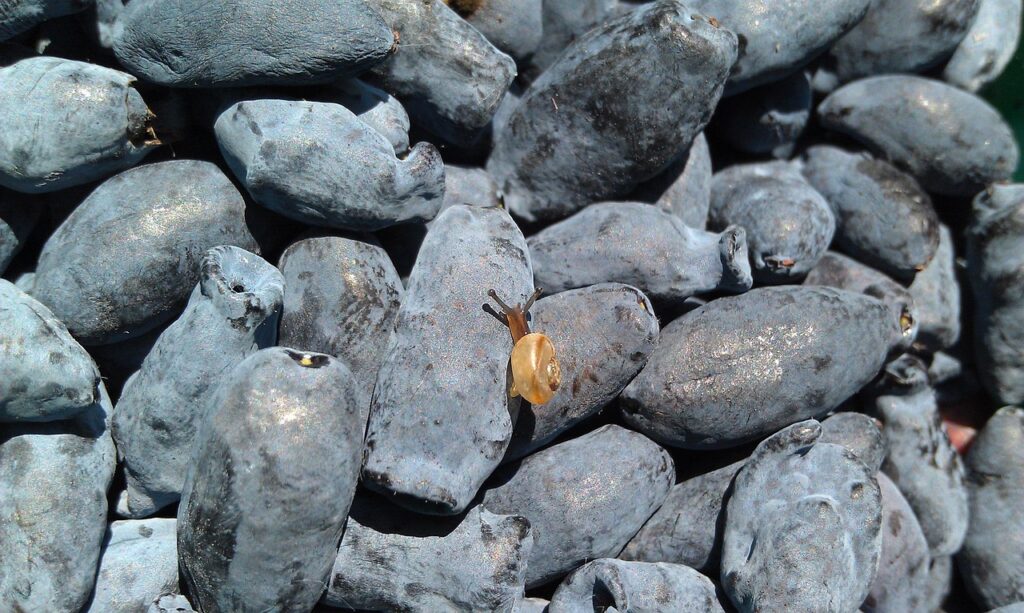 Kokią naudą sausmedis suteikia sodui ir žmogui