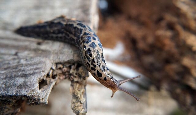 Šliužai sode: kodėl jie atsiranda, kaip sustabdyti jų plitimą ir kiek veiksmingas šliužų naikinimas alumi