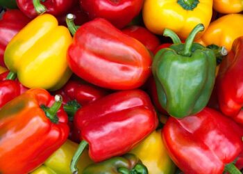 Kada sėti paprikas 2026 metais